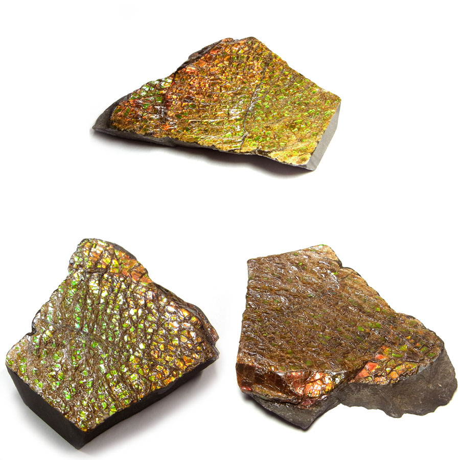 アンモライト(Ammolite)